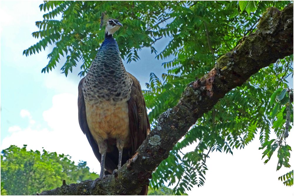 Pfauenhenne im Baum (Zoo Neuwied)