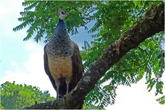 Pfauenhenne im Baum (Zoo Neuwied)