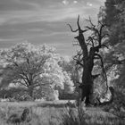 Pfaueninsel [IR]