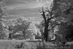 Pfaueninsel [IR]