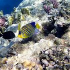 Pfauenkaiser im Roten Meer