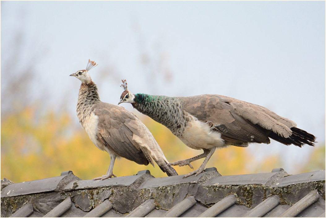 Pfauenmutter mit Jungvogel