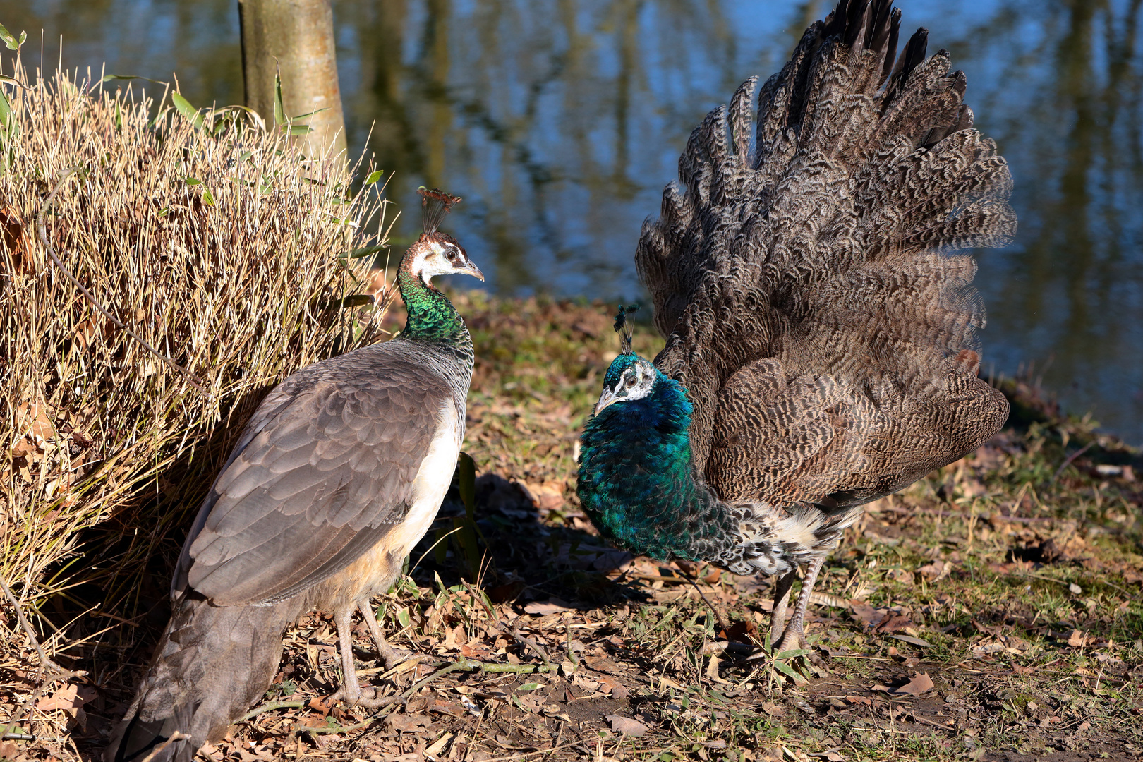 Pfauenpaar - Zoo Dortmund Foto & Bild | tiere, zoo ...