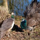 Pfauenpaar - Zoo Dortmund