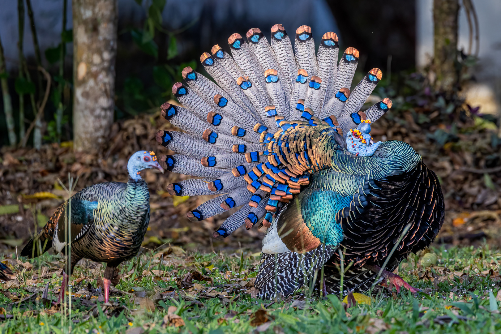 Pfauentruthahn (Ocellated Turkey)