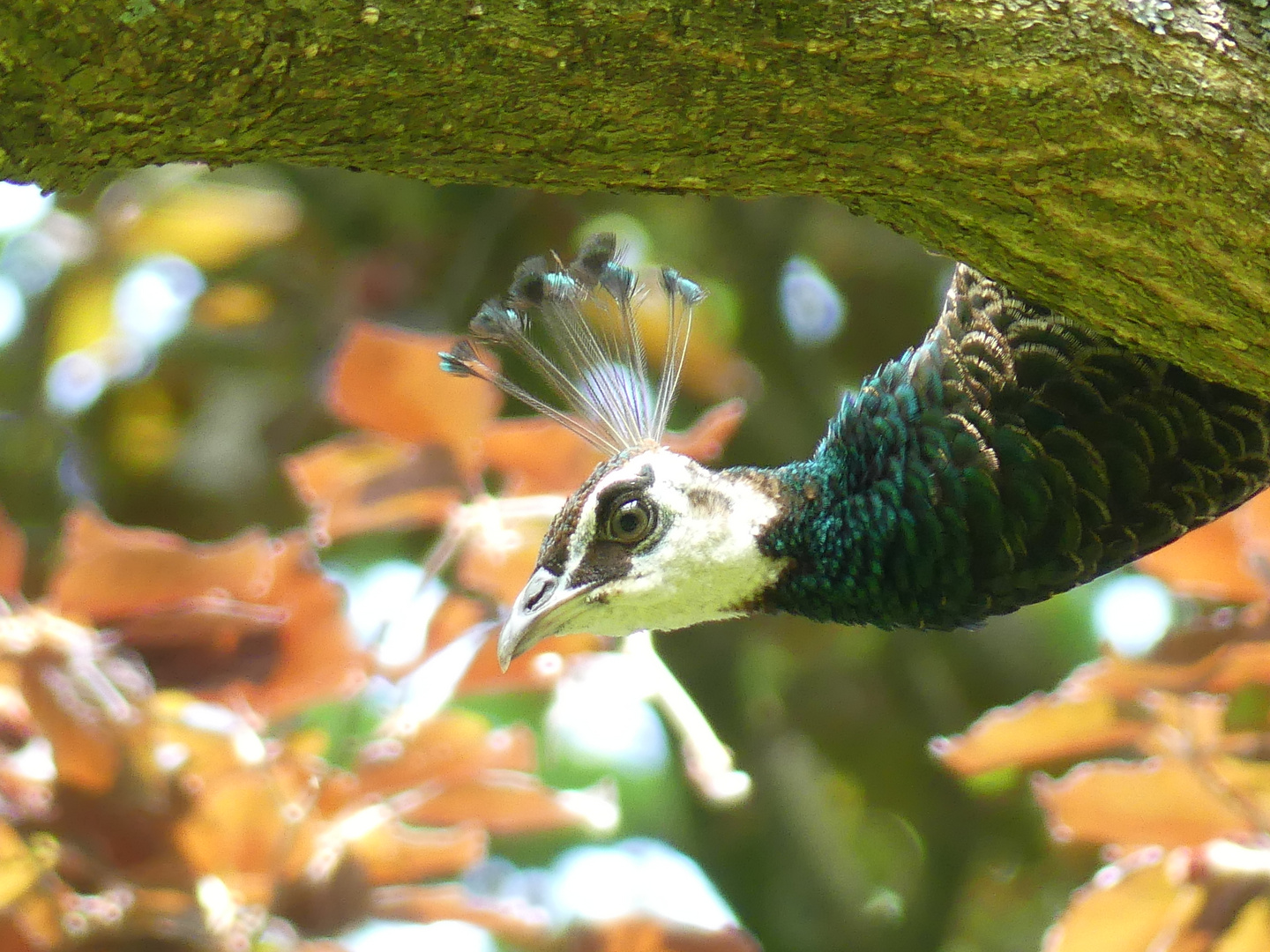 Pfauenweibchen auf Baum