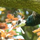 Pfauenweibchen auf Baum