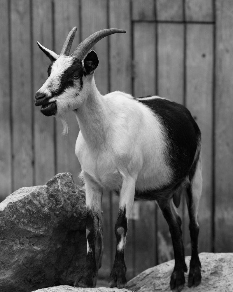 Pfauenziege im Tierpark Göppingen