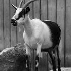 Pfauenziege im Tierpark Göppingen