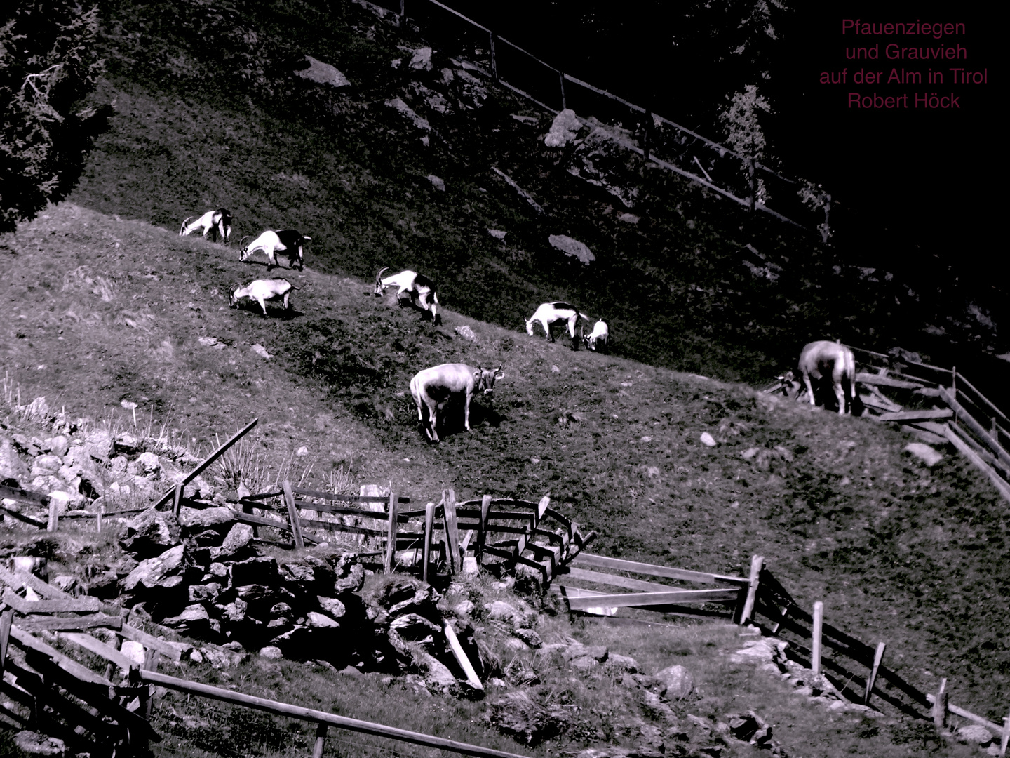 Pfauenziegen und Tiroler Grauvieh im Oberbergtal dem größten Seitental des Stubaitales