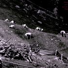 Pfauenziegen und Tiroler Grauvieh im Oberbergtal dem größten Seitental des Stubaitales