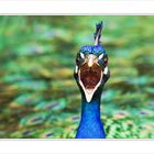 Pfau.....mal anders!