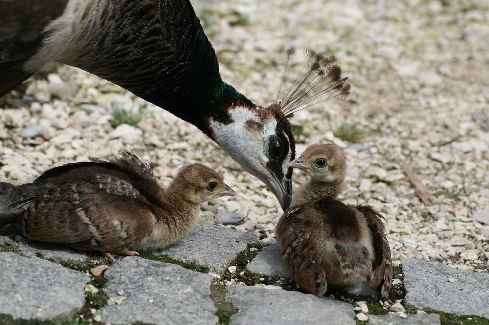 Pfaumama mit Babys!