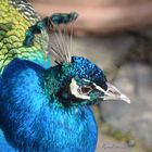 Pfau_Schloss_Rheydt