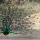 Pfau_SRI_LANKA