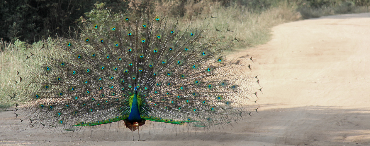 Pfau_SRI_LANKA