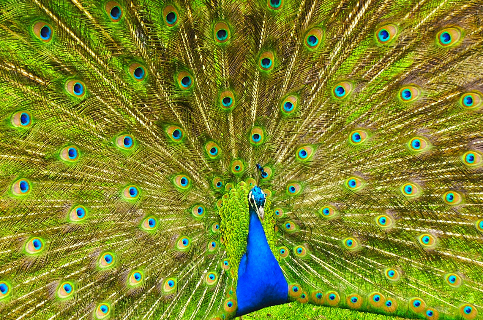 PFAU.........Tierpark Oberhausen