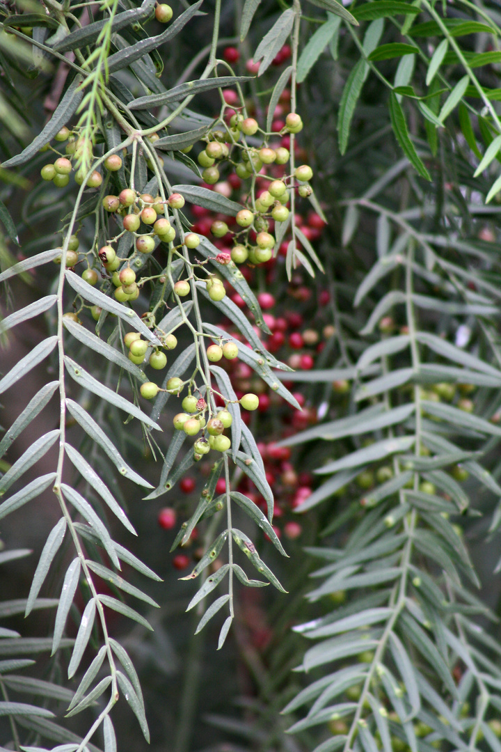 Pfefferbaum in Kenia