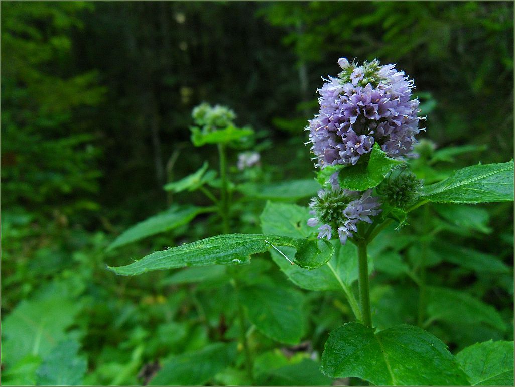 Pfefferminz-Blüten..