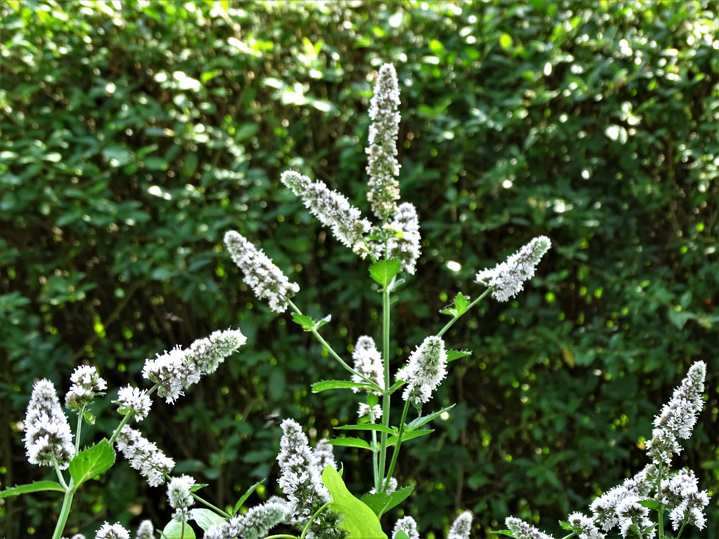 Pfefferminzblüten als Mittwochsblümchen