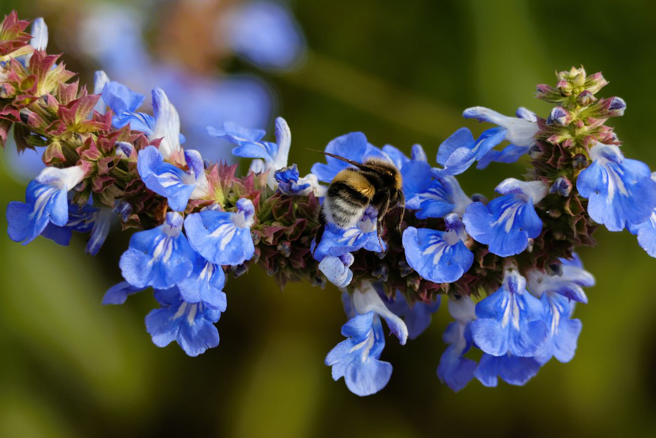 Pfeffersalbei mit Hummel