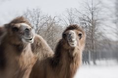 pfeif auf den Schnee