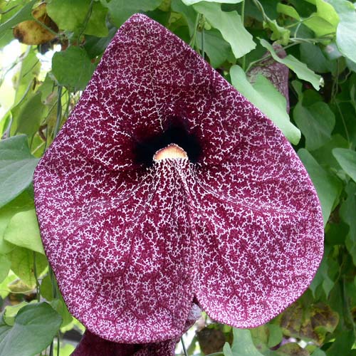 Pfeifenblume Foto & Bild pflanzen, pilze & flechten, blüten