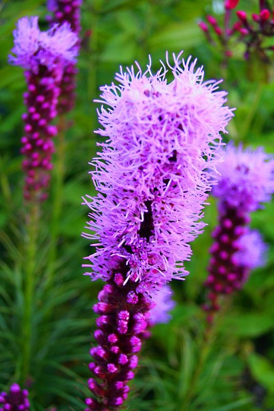 Pfeifenputzer Foto & Bild pflanzen, pilze & flechten, blüten