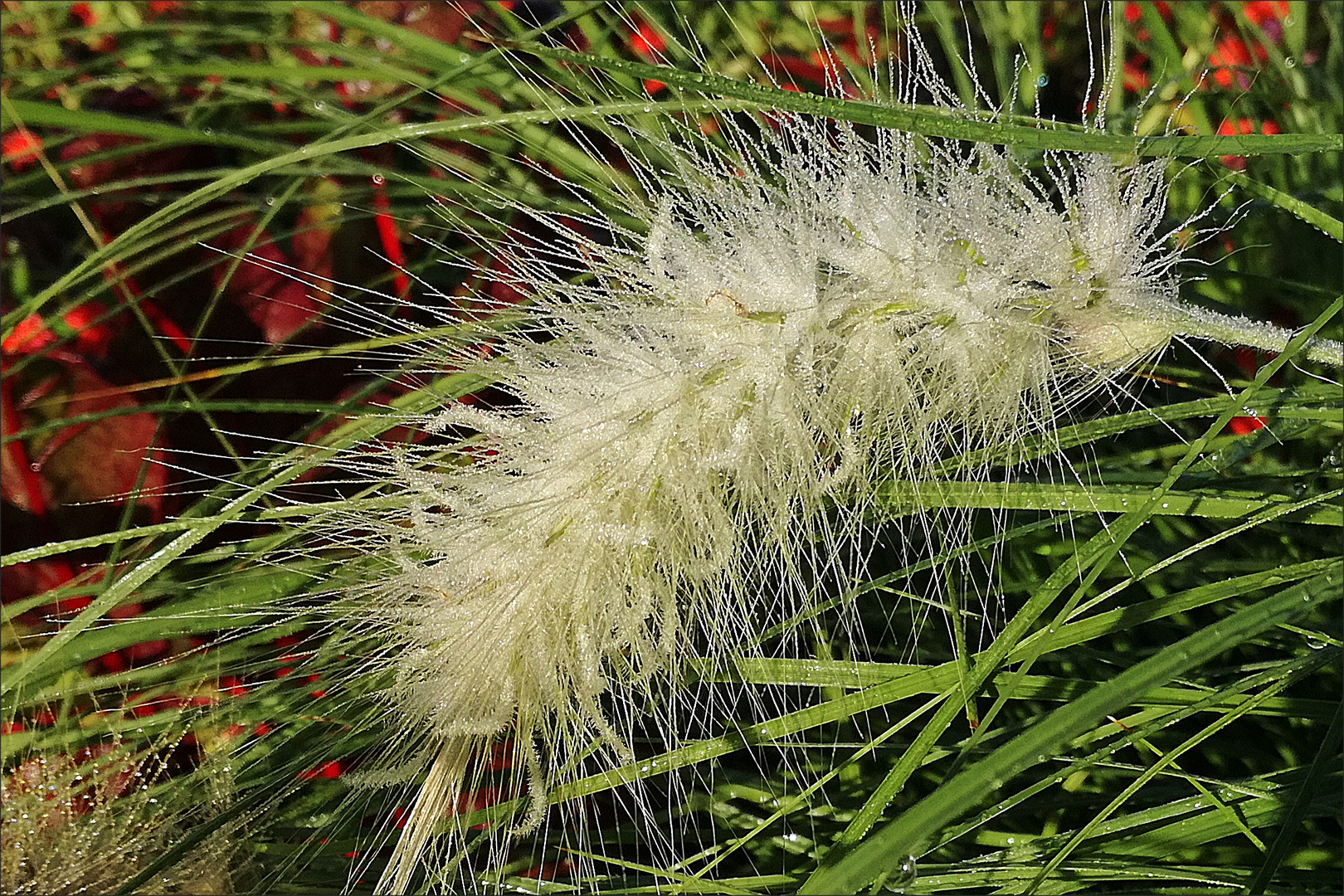 Pfeifenputzergras im Morgentau auf der Landesgartenschau in Eutin