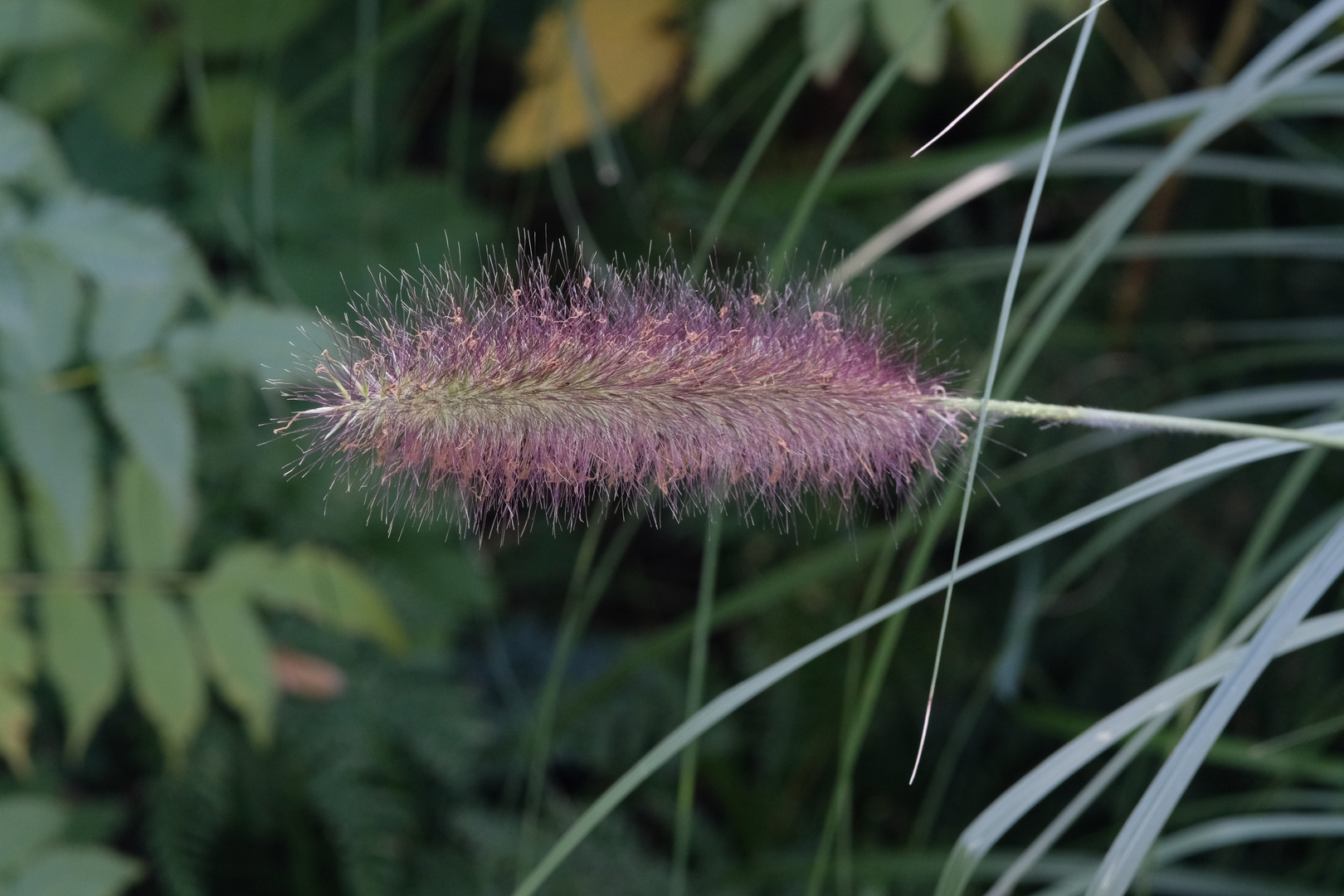 Pfeifenputzergras in voller herbstlicher Blüte / "Marcus Garten"