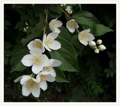 Pfeifenstrauch oder Falscher Jasmin