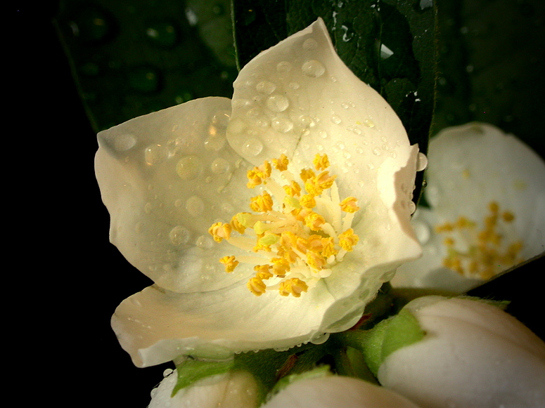 Pfeifenstrauch oder falscher Jasmin