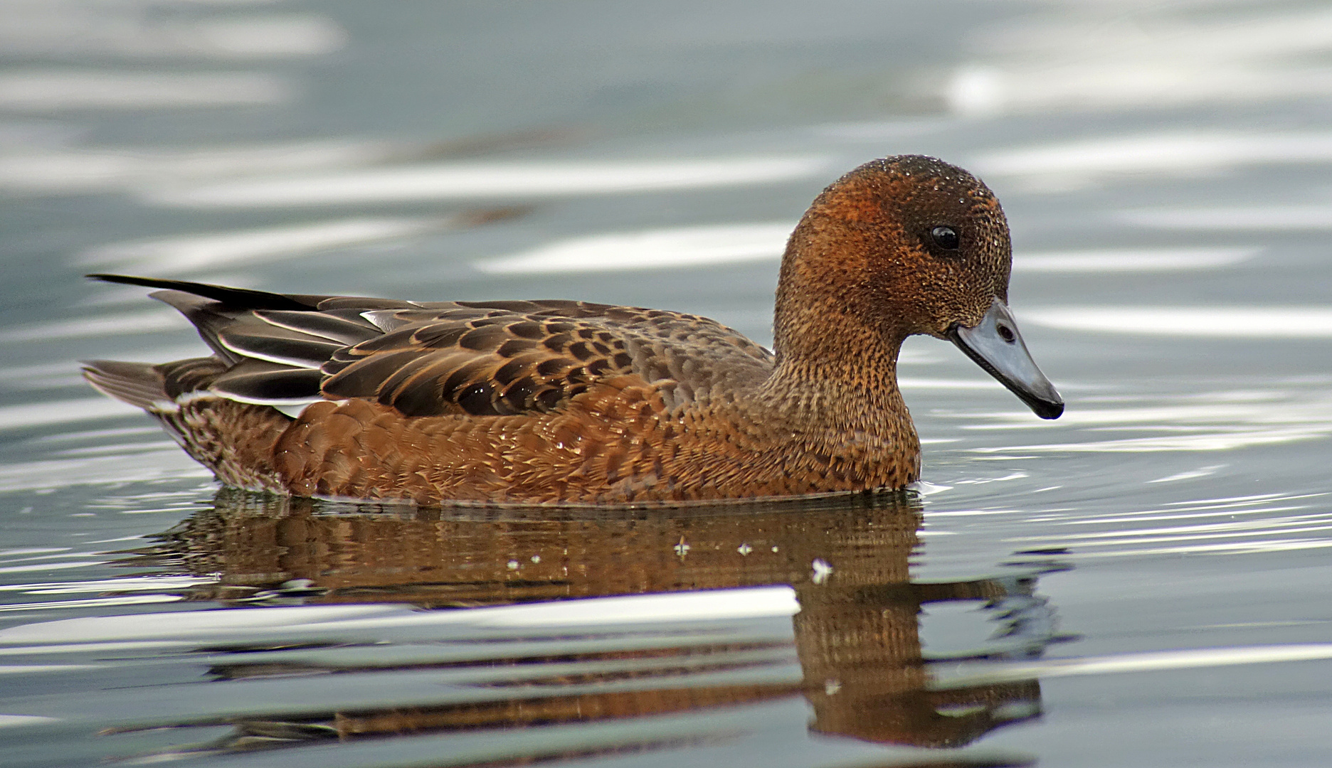 Pfeifente, Digiscoping, Stampf Oktober 2015