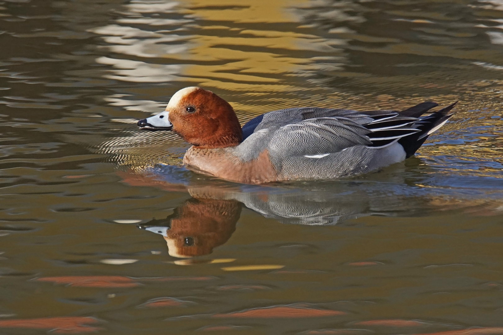 Pfeifente (Mareca penelope), Männchen