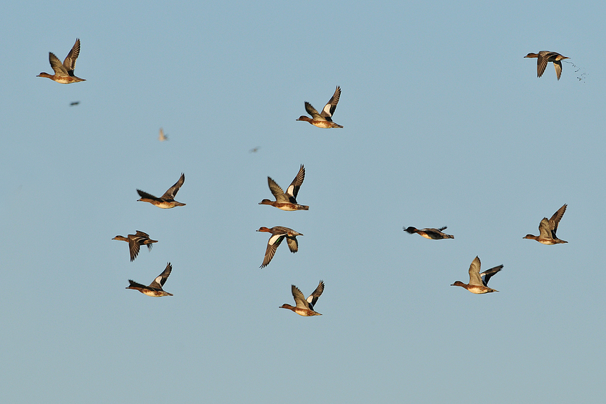 Pfeifenten-Flug