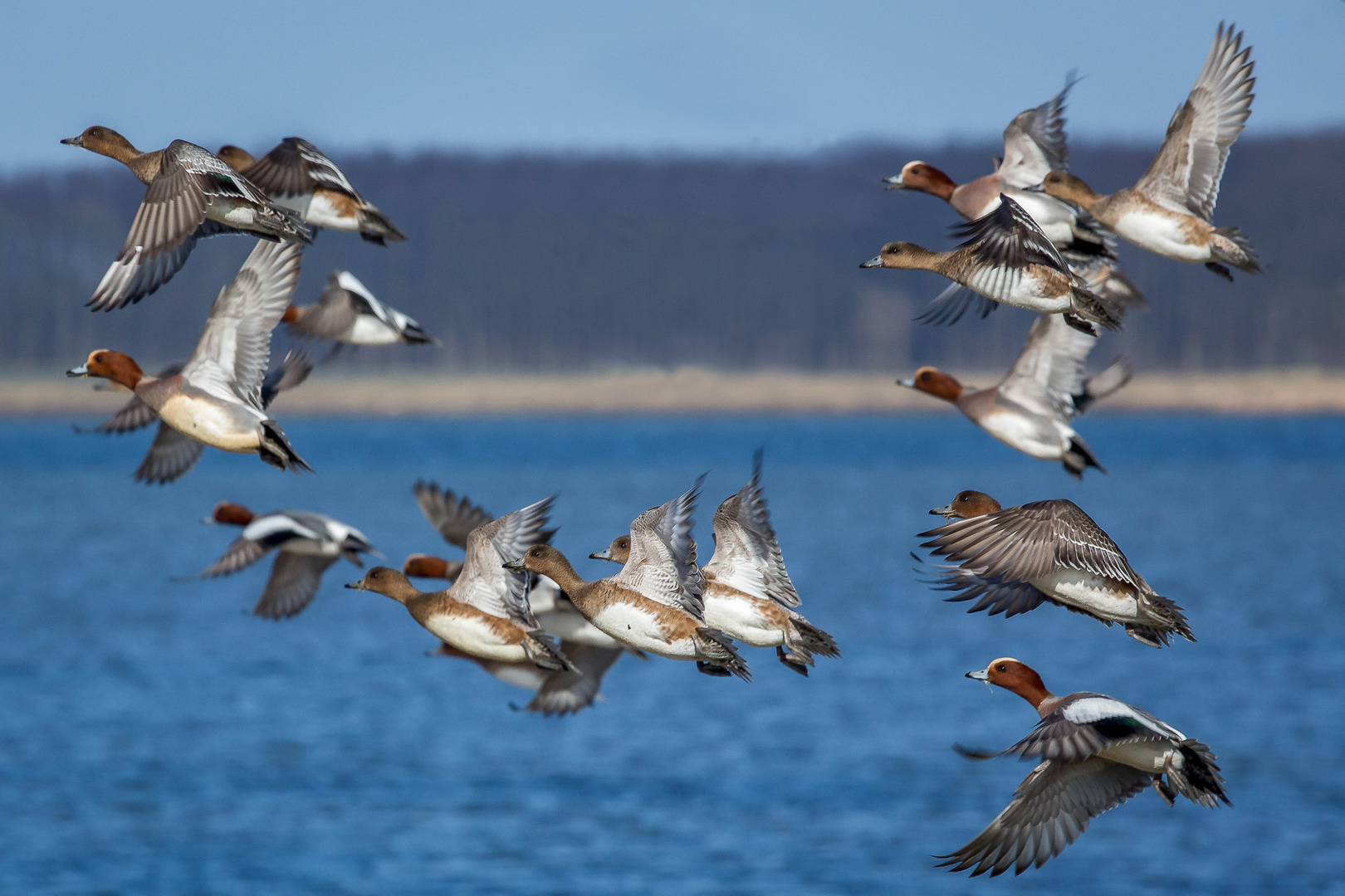 Pfeifenten im Flug