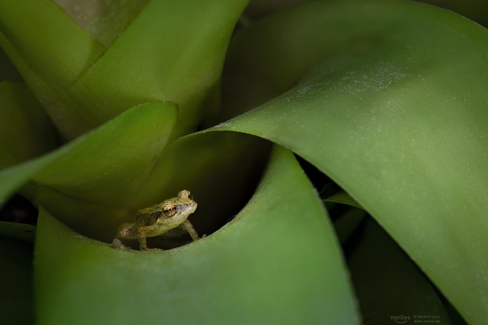 Pfeiffrosch in der Bromelie