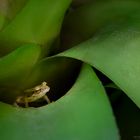 Pfeiffrosch in der Bromelie