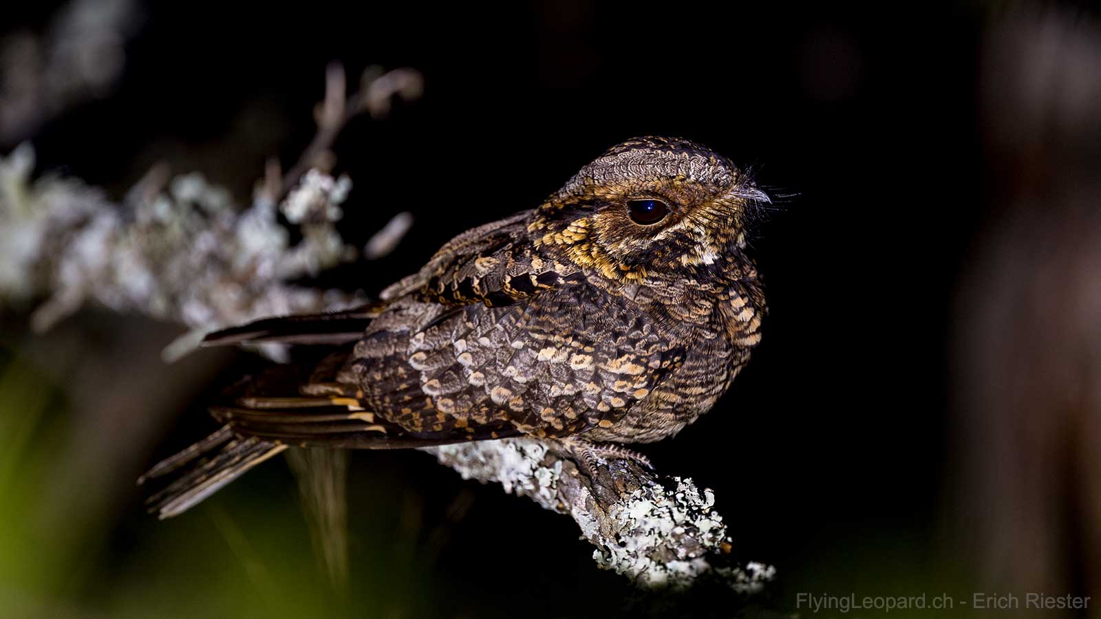 Pfeifnachtschwalbe (Caprimulgus pectoralis - Fiery-necked nightjar)