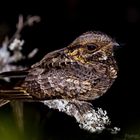 Pfeifnachtschwalbe (Caprimulgus pectoralis - Fiery-necked nightjar)