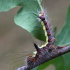 Pfeileule (Acronicta psi)