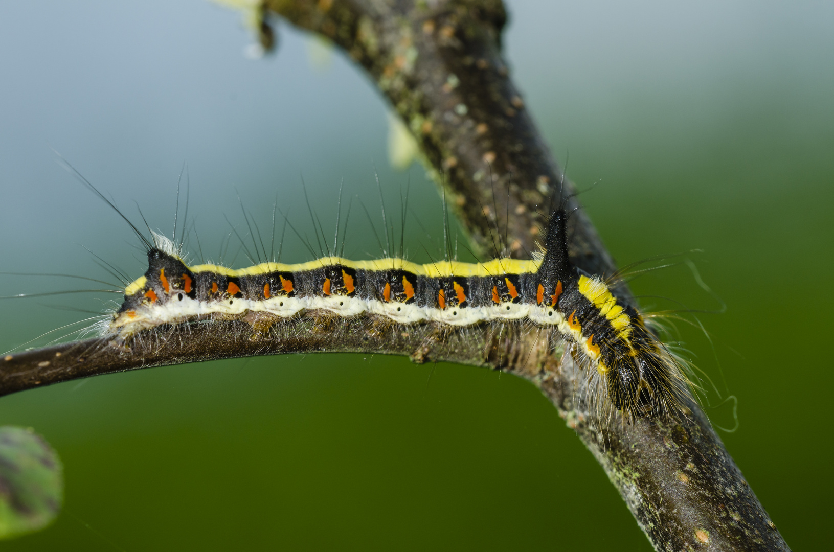 Pfeileule (Acronicta psi)