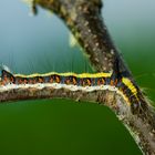 Pfeileule (Acronicta psi)