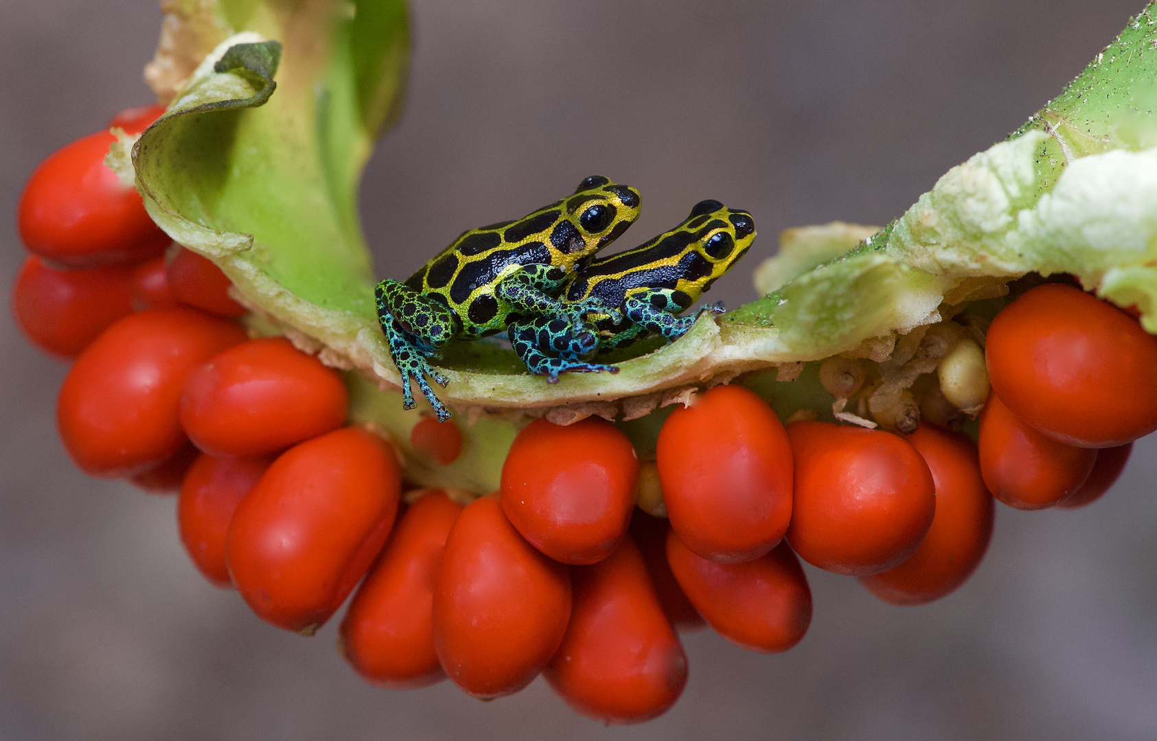 Pfeilgiftfrösche aus Peru Foto & Bild | tiere, wildlife, amphibien ...