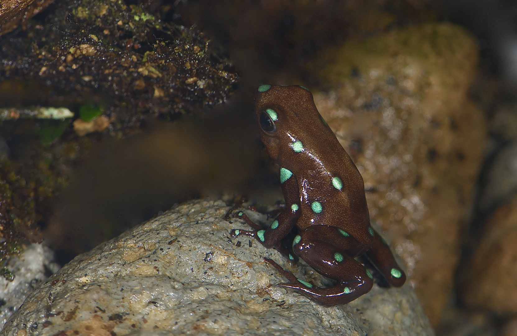 Pfeilgiftfrosch aus dem Bergregenwald von Panama