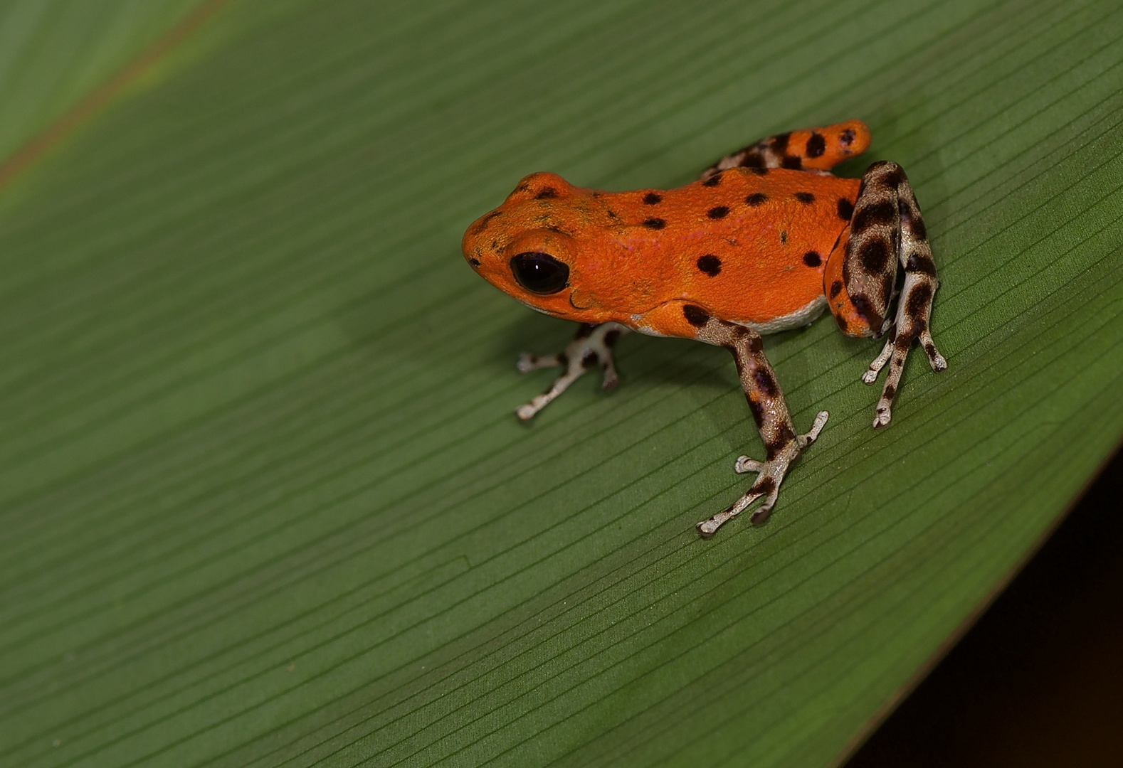 Pfeilgiftfrosch aus dem Tieflandregenwald von Panama