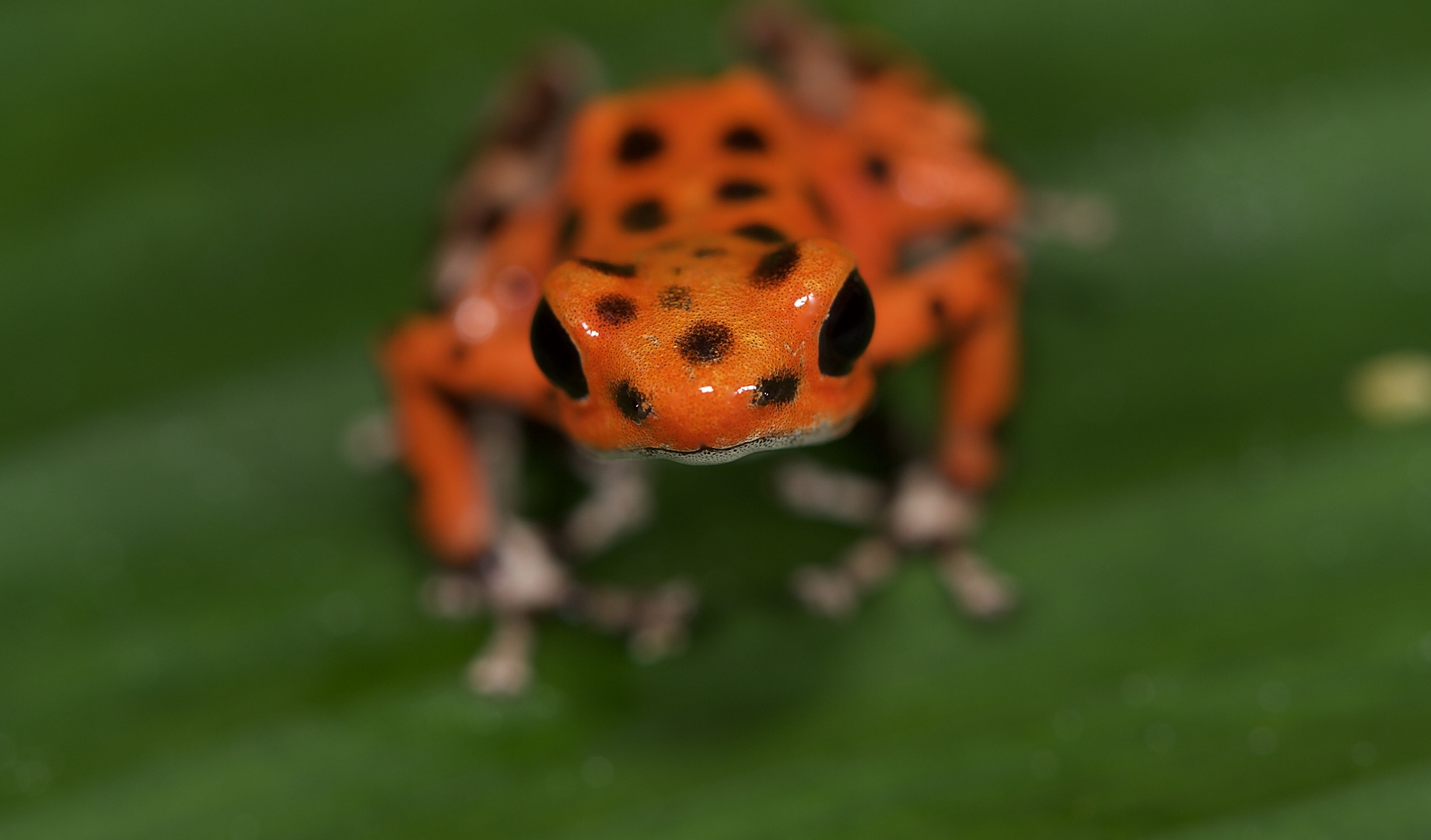 Pfeilgiftfrosch aus dem Tieflandregenwald von Panama