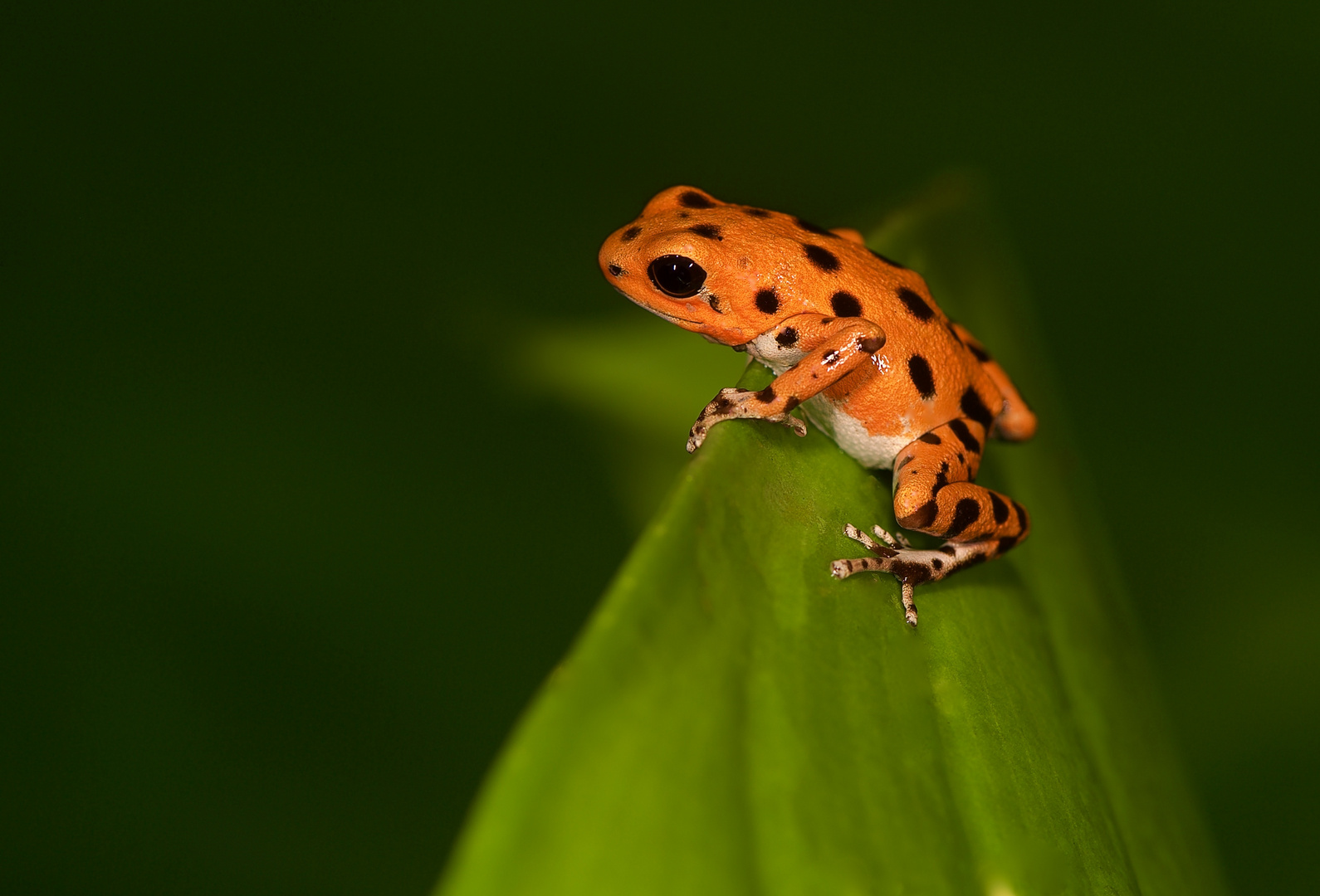 Pfeilgiftfrosch aus dem Tieflandregenwald von Panama