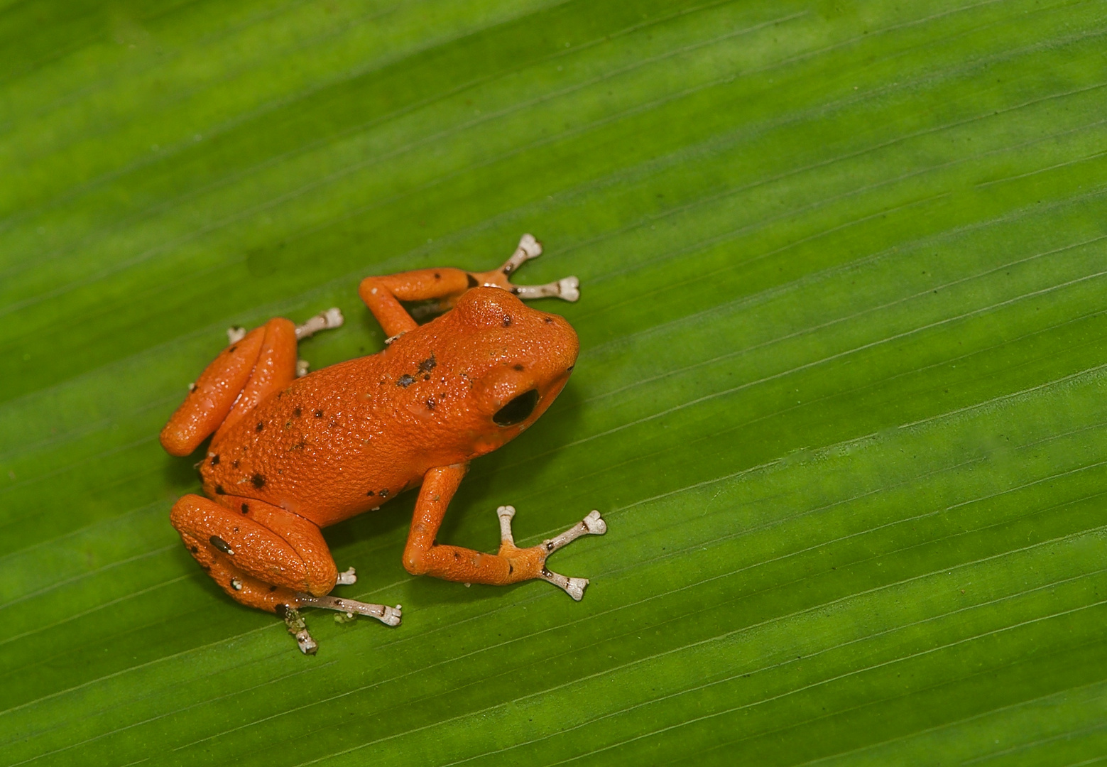 Pfeilgiftfrosch aus dem Tieflandregenwald von Panama