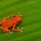 Pfeilgiftfrosch aus dem Tieflandregenwald von Panama